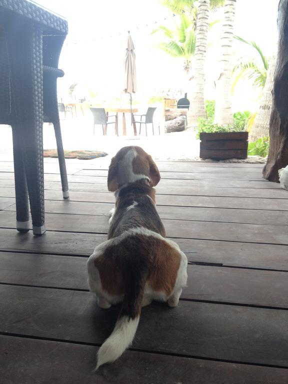 Casa Iguana Holbox - Beachfront Hotel Exterior photo